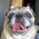 pugpog