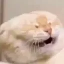 FTGPcatface Discord Emoji