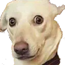 chien