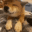 doggopet Discord emoji