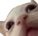 sendmilkies