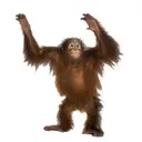 monke