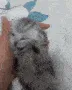 CixtCat