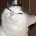 smugcat