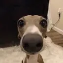 dogstare