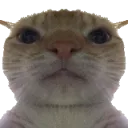 Cats Cats