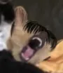 demonlevibogie