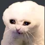 cat_cry