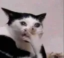 Cat_Gasp