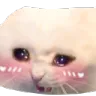 cattoblush
