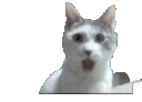 Omgcat Discord Emoji