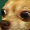 shock