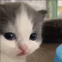 D_HastugCat