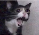 scarycatcry