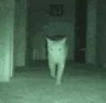 ch_spooky