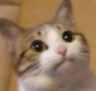 ch_serious Discord emoji