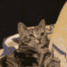 ch_petcat Discord emoji