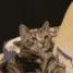 ch_petcat