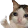 cat_like Discord emoji