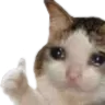 cat_like