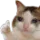CZCatThumbsUp Discord Emoji