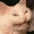 angerycatto