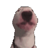 doggoDance
