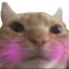 gato