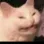 cate