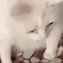 catpuke