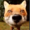 fox_stare Discord emoji