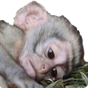 Sad_Monke Discord emoji