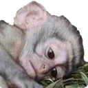 Sad_Monke Sad_Monke