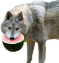 MelonWolf Discord emoji