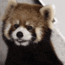 redpanda_what Discord emoji