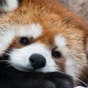 redpanda_tired Discord emoji