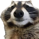 raccoon Discord emoji