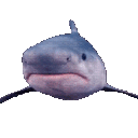 shark Discord emoji