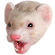 PogFerret Discord emoji