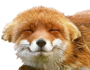 fox_uwu Discord emoji