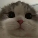 staringcat staringcat