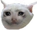 SadCat Discord emoji
