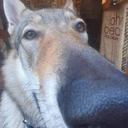 zoom_dog Discord emoji