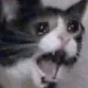 catscree