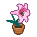 flower_lily flower_lily