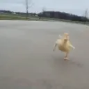 duck