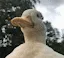 duckhat