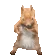 SQUIRRELDANCE