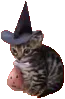 spookycat