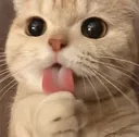 catLick